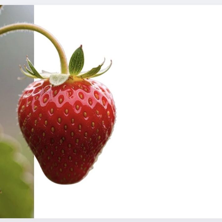 Frutilla